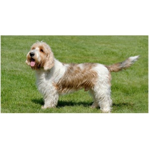 Petit Basset Griffon Vendeen 9
