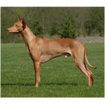 Pharaoh Hound 9
