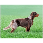 Picardy Spaniel 2