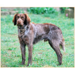 Picardy Spaniel 3
