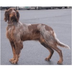 Picardy Spaniel 8