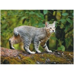 Pixie bob cat 2