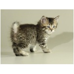 Pixie bob cat 3