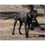 Plott Hound 9