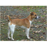Plummer Terrier 8