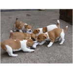 Plummer Terrier 9