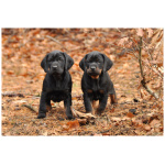 Polish Hunting Dog 9