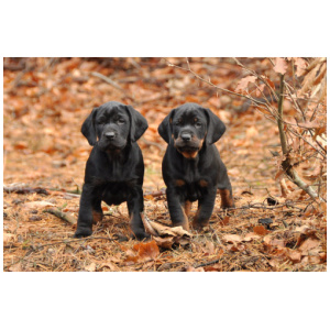 Polish Hunting Dog 9