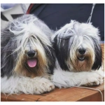 Polish Lowland Sheepdog 2
