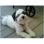 Polish Lowland Sheepdog 9