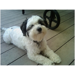 Polish Lowland Sheepdog 9