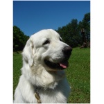 Polish Tatra Sheepdog 4