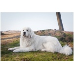 Polish Tatra Sheepdog 5