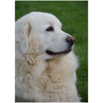 Polish Tatra Sheepdog 8