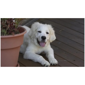 Polish Tatra Sheepdog 9