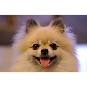 Pomeranian 9