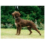 Pont Audemer Spaniel 9