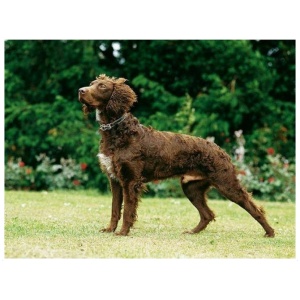 Pont Audemer Spaniel 9