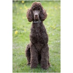Poodle 0