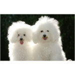 Poodle 1