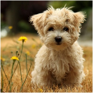 Poodle 2