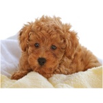Poodle 3