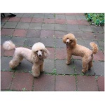 Poodle 5