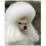 Poodle 6