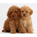 Poodle 8