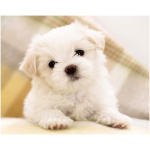 Poodle 9