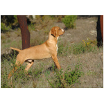 Portuguese Pointer 9