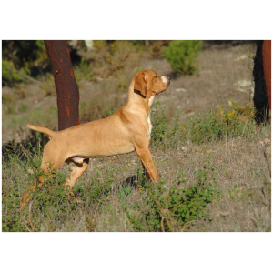 Portuguese Pointer 9