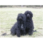 Portuguese Water Dog 9