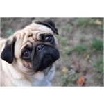 Pug 2