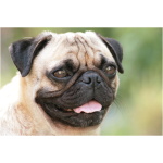 Pug 4