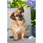 Puggle 0