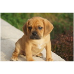 Puggle 1