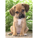 Puggle 2