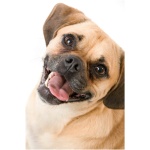 Puggle 3