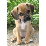 Puggle 4