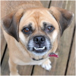 Puggle 5