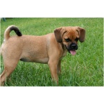 Puggle 6