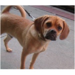 Puggle 7