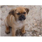 Puggle 8