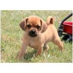 Puggle 9