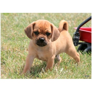 Puggle 9