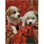 Pyrenean Mastiff 9