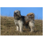 Pyrenean Shepherd 4