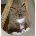 Ragamuffin 9