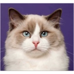 Ragdoll 0